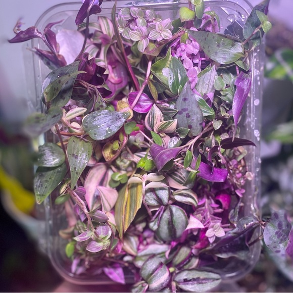 Rainbow tradescantia bundle- 10 varieties including rare cultivars - Picture 2 of 12